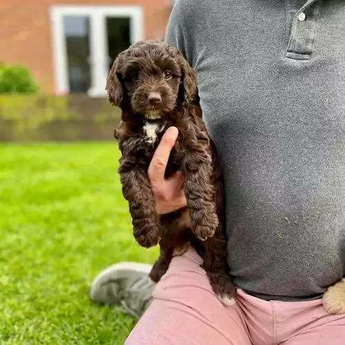Cockapoo Dog For Sale in Leicester, Leicestershire