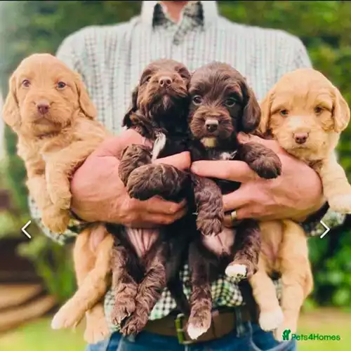 Cockapoo Dog For Sale in Leicester, Leicestershire
