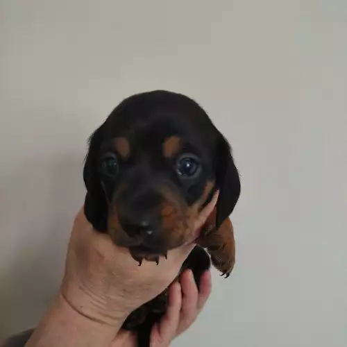 Dachshund Dog For Sale in Dundonald, County Down, Northern Ireland