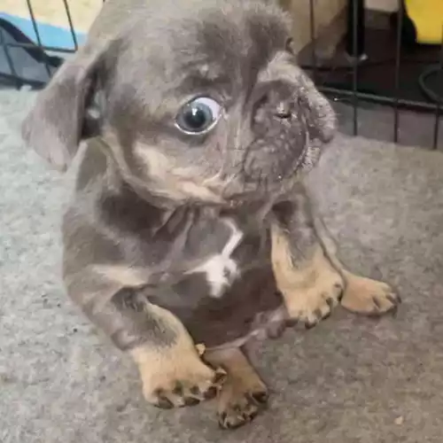 French Bulldog Dog For Sale in Southampton, Hampshire