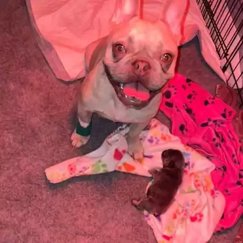 French Bulldog Dog For Sale in Southampton, Hampshire