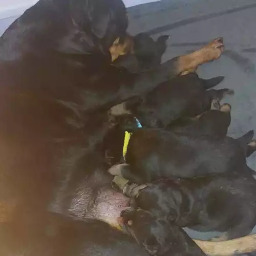 Rottweiler Dog For Sale in Bromley, Greater London