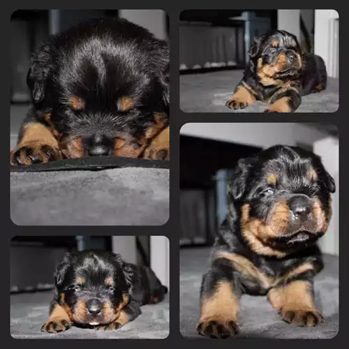 Rottweiler Dog For Sale in Bromley, Greater London