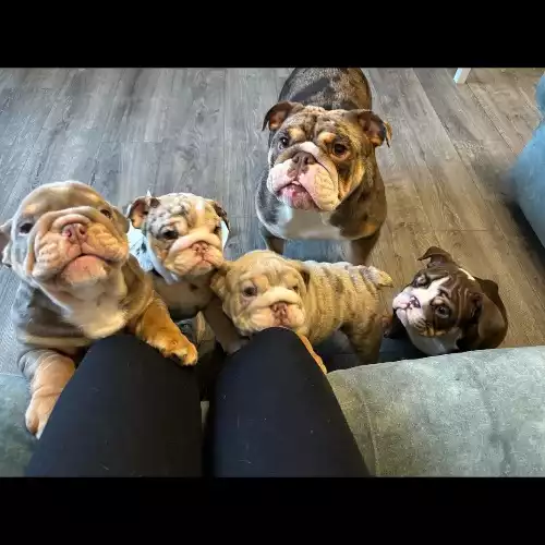English Bulldog Dog For Sale in Elmers End, Greater London