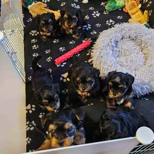 Yorkshire Terrier Dog For Sale in Willenhall, West Midlands