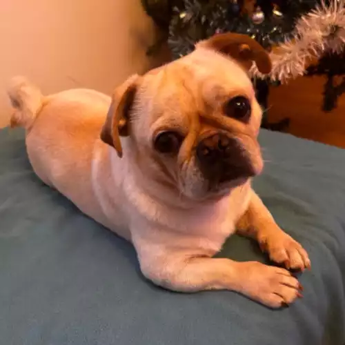 Pug Dog For Stud in Newton-le-Willows, Merseyside, England