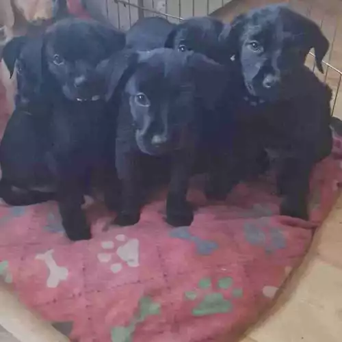 Labrador Retriever Dog For Sale in Coleraine, County Derry / Londonderry