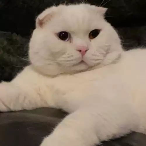 Scottish Fold Cat For Stud in London, Greater London, England
