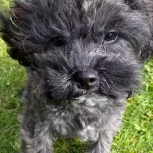 Poodle Dog For Sale in Blaenffos, Dyfed, Wales