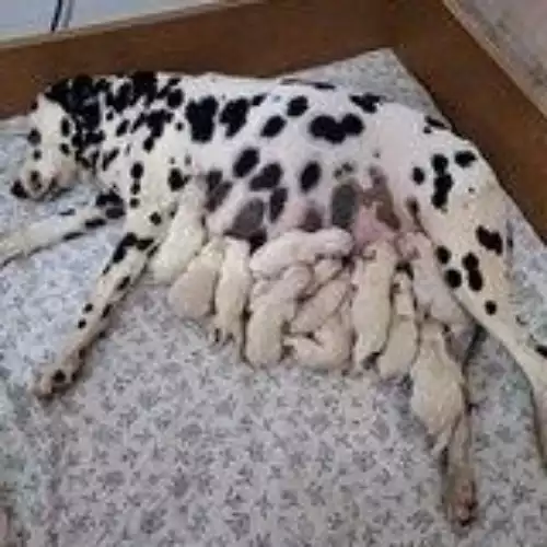 Dalmatian Dog For Sale in Horwich, Greater Manchester