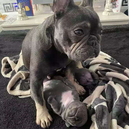 French Bulldog Dog For Sale in Wakefield, West Yorkshire
