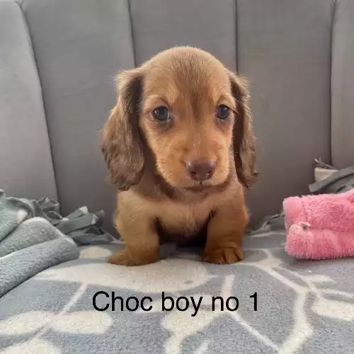 Miniature Dachshund Dog For Sale in Prestatyn, Clwyd, Wales