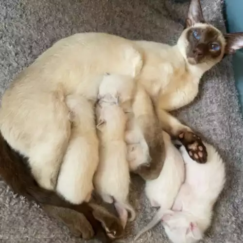 Siamese Cat For Sale in Saltney, Cheshire