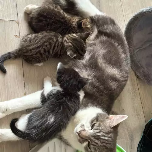 Domestic Shorthair Cat For Sale in Telford, Shropshire