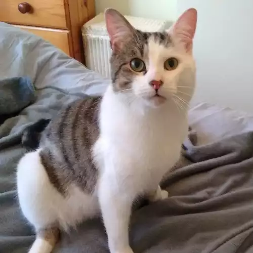Domestic Shorthair Cat For Adoption in Birmingham, West Midlands, England