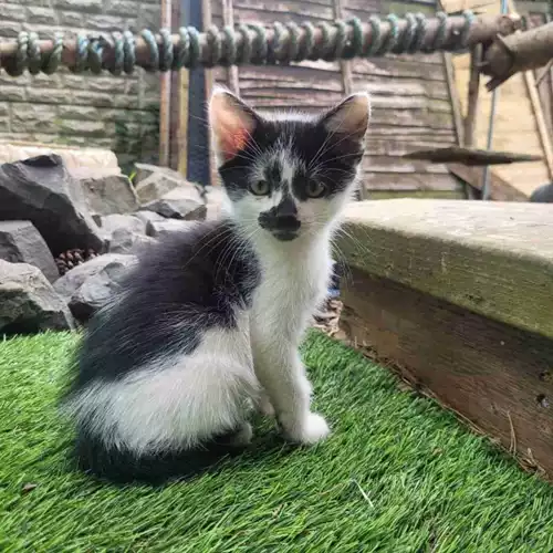 British Shorthair Cat For Sale in Oldbury, West Midlands