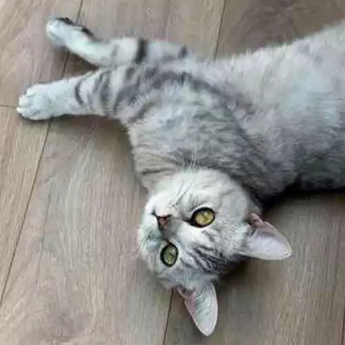 British Shorthair Cat For Adoption in Bolton, Greater Manchester