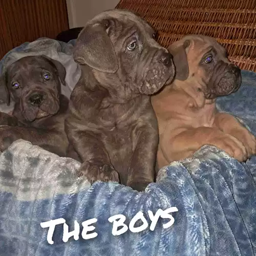 Cane Corso Dog For Sale in Willenhall, West Midlands