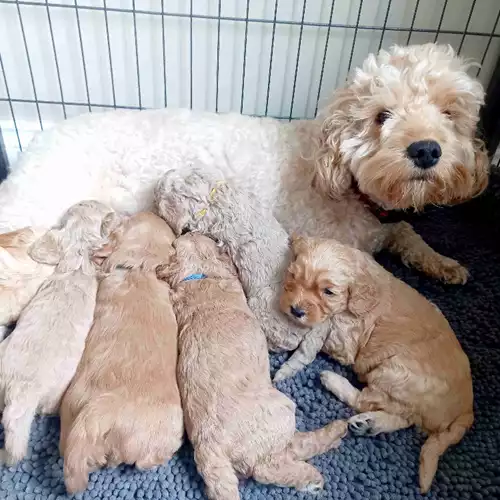 Cockapoo Dog For Sale in Downpatrick, County Down