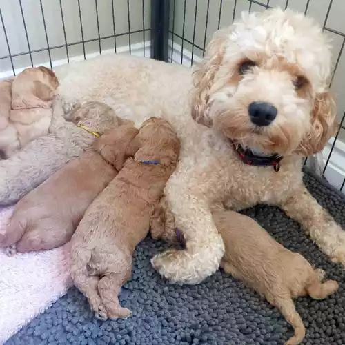 Cockapoo Dog For Sale in Downpatrick, County Down