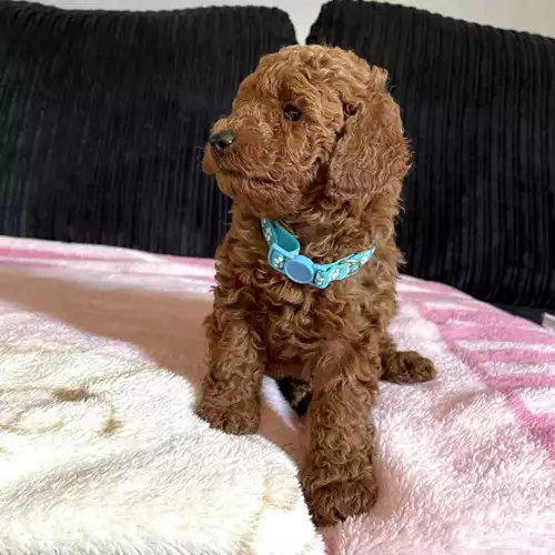 Miniature Poodle Dog For Sale in Keighley, West Yorkshire
