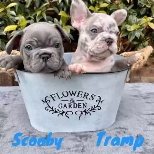 French Bulldog Dog For Sale in Hereford, Herefordshire, England