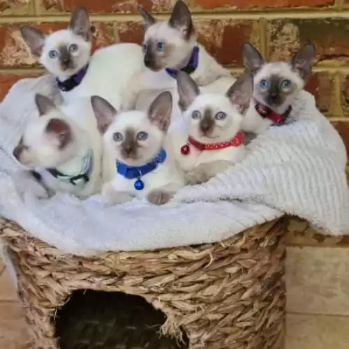 Siamese Cat For Sale in Bromley Common, Greater London, England
