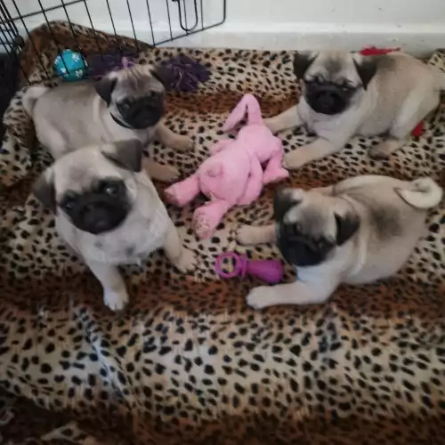 Pug Dog For Sale in London, Greater London, England