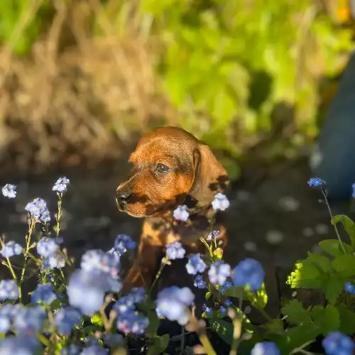 Dachshund Dog For Sale in Warminster, Wiltshire, England