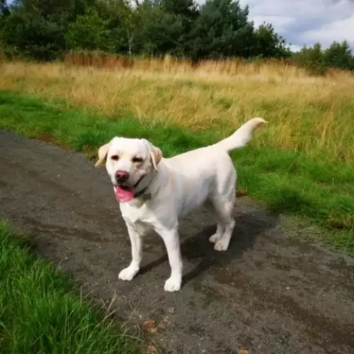 Labrador Retriever Dog For Sale in Broxburn, West Lothian, Scotland