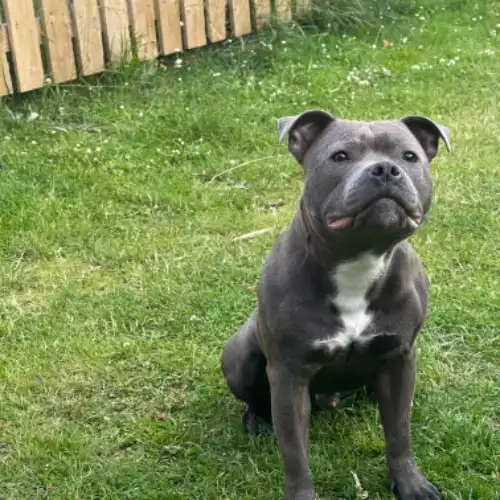 Staffordshire Bull Terrier Dog For Stud in Ardrossan, Ayrshire and Arran, Scotland