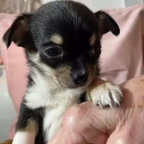 Chihuahua Dog For Sale in Coventry, West Midlands