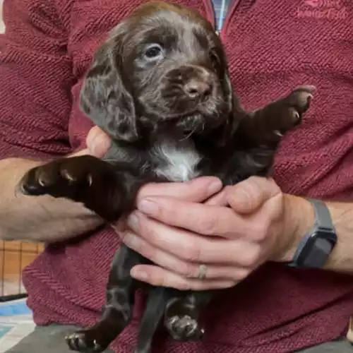 Cocker Spaniel Dog For Sale in Harlow, Essex, England