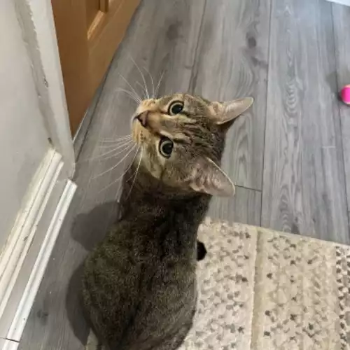 Bengal Cat For Adoption in Birmingham, West Midlands, England