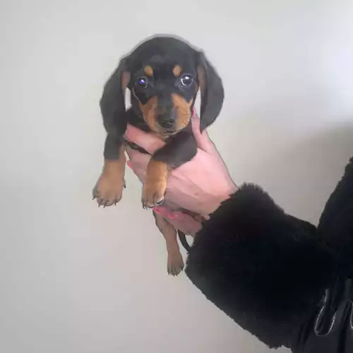Miniature Dachshund Dog For Sale in Bilston, West Midlands, England
