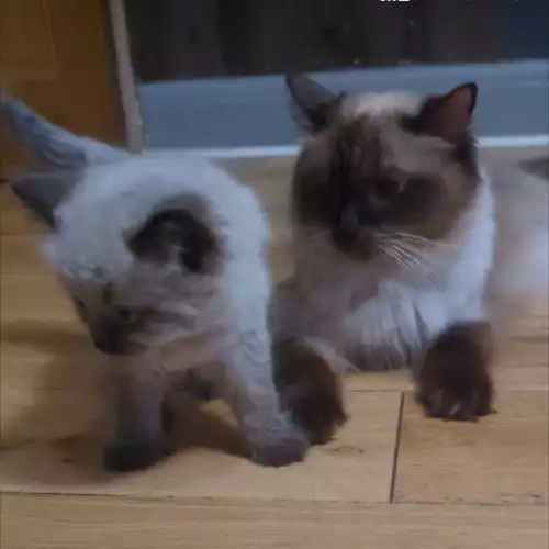 Ragdoll Cat For Adoption in West Hendon, Greater London, England