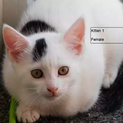 Domestic Shorthair Cat For Sale in Wakefield, West Yorkshire, England