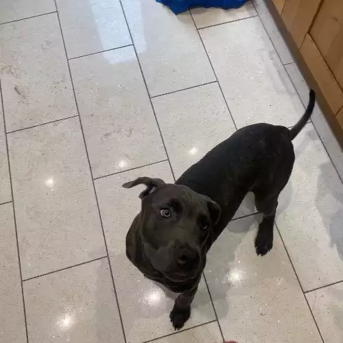 Cane Corso Dog For Adoption in Southampton, Hampshire, England