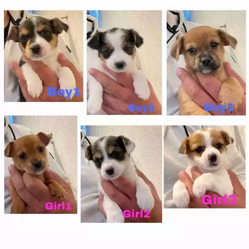 Jack Russell Dog For Sale in Leicester Forest West, Leicestershire