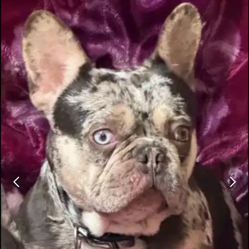 French Bulldog Dog For Stud in North Hykeham, Lincolnshire