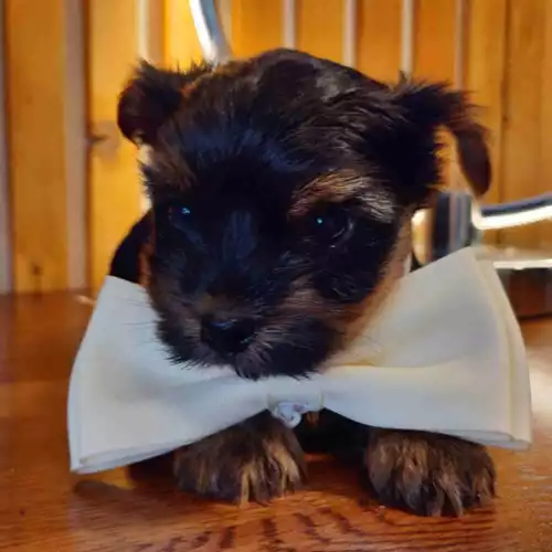 Yorkshire Terrier Dog For Sale in Kingston upon Hull, East Riding of Yorkshire