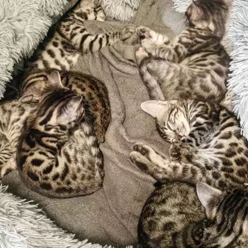 Bengal Cat For Sale in Crawley, West Sussex, England
