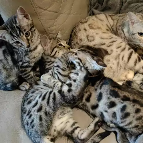 Bengal Cat For Sale in Crawley, West Sussex, England