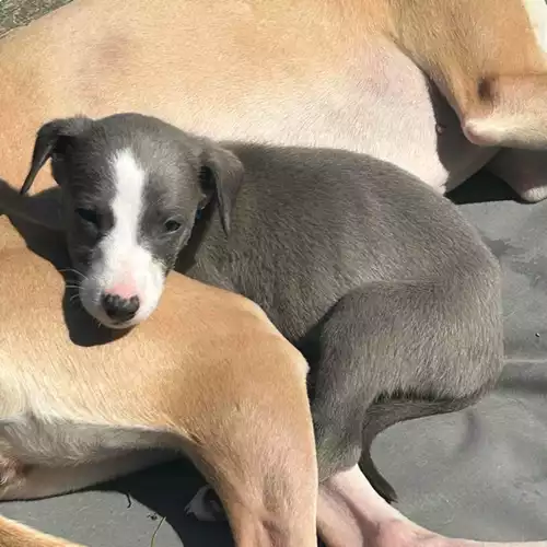 Whippet Dog For Sale in Accrington, Lancashire, England