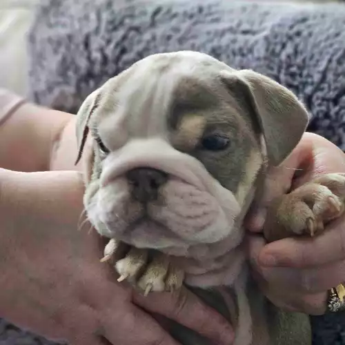 English Bulldog Dog For Sale in Rotherham, South Yorkshire, England