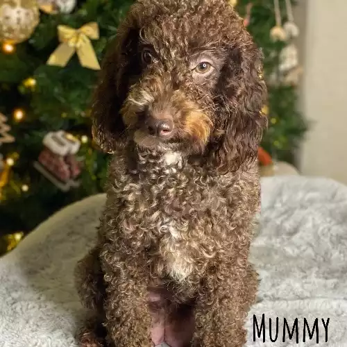 Toy Poodle Dog For Sale in Dover, Kent, England