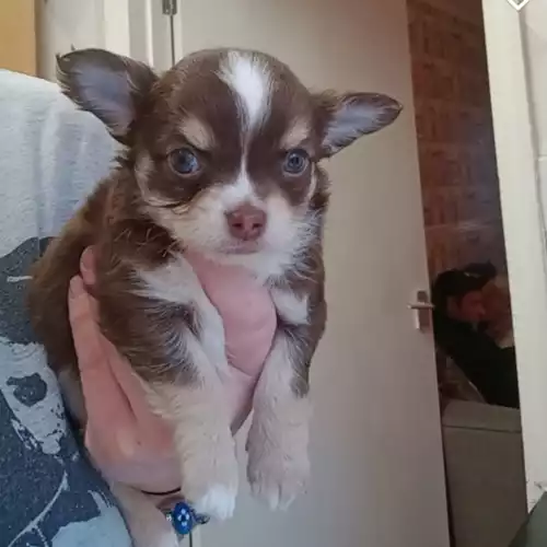 Chihuahua Dog For Sale in Coventry, West Midlands, England
