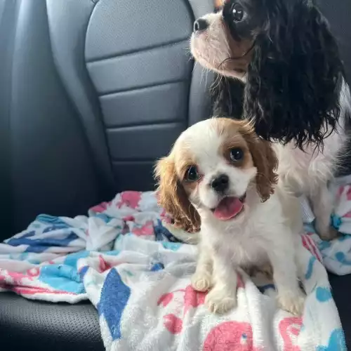 Cavalier King Charles Spaniel Dog For Sale in Canterbury, Kent, England