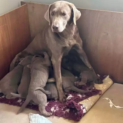 Labrador Retriever Dog For Sale in Dereham, Norfolk