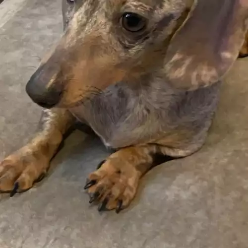 Dachshund Dog For Adoption in Tilbury, Essex, England